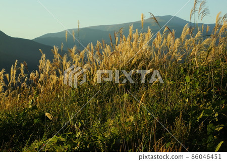 Mt. Haguro Early morning pampas grass 86046451