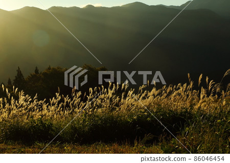Mt. Haguro Early morning pampas grass 86046454