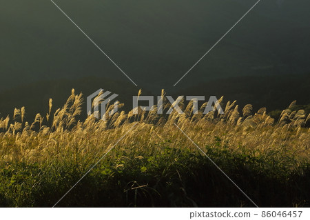 羽黑山 清晨的蒲葦 86046457