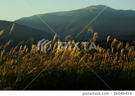 Mt. Haguro Early morning pampas grass Mt. Haguro Early morning pampas grass 86046458