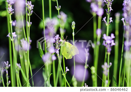 Beautiful yellow Gonepteryx rhamni or common brimstone butterfly on a purple lavender flower in a sunny garden. 86046462