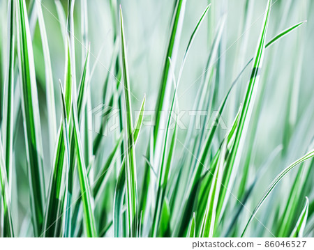 Decorative green and white striped grass. Arrhenatherum elatius bulbosum variegatum. Soft focus. Natural background. Decorative green and white striped grass. Arrhenatherum elatius bulbosum variegatum. Soft focus. Natural background. 86046527