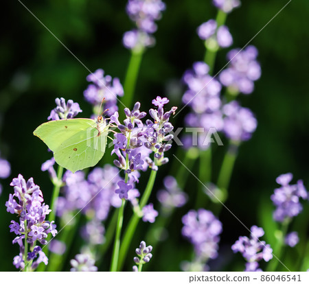 Beautiful yellow Gonepteryx rhamni or common brimstone butterfly on a purple lavender flower in a sunny garden. 86046541