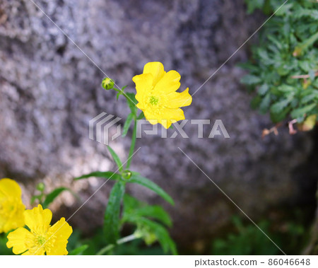 Miyama Kimpoke Miyama Kimpoke 86046648