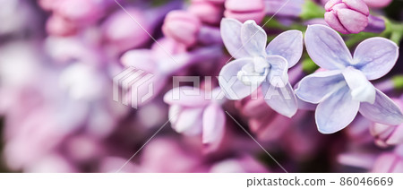 Abstract floral background, blooming branch, purple terry Lilac flower petals. Macro flowers backdrop for holiday brand design. Soft focus Abstract floral background, blooming branch, purple terry Lilac flower petals. Macro flowers backdrop for holiday brand design. Soft focus 86046669