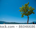 A magnificently towering tree 86046686