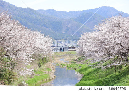 一排櫻花樹/櫻花樹與河景 86046798