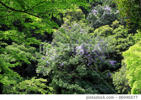 Fresh green Mitake Gorge Yamafuji Fresh green Mitake Gorge Yamafuji 86046877
