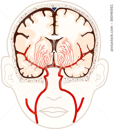 Brain rendering 86046981