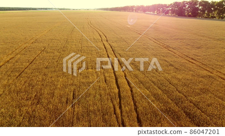 Flying over field of yellow ripe wheat during dawn sunset. Sun glare. 86047201