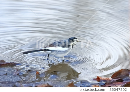 在水邊尋找食物 86047202