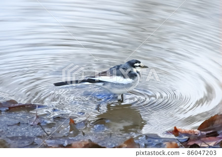 在水邊尋找食物 86047203