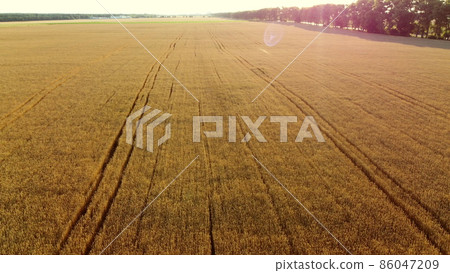 Flying over field of yellow ripe wheat, dawn sunset. Natural background. Flying over field of yellow ripe wheat, dawn sunset. Natural background. 86047209