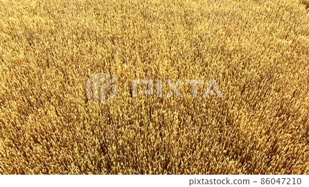 Flying over field of yellow ripe wheat close-up. Natural background. Flying over field of yellow ripe wheat close-up. Natural background. 86047210