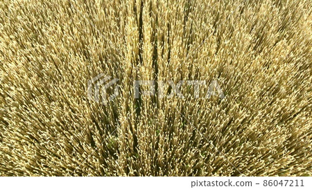 Flying over field of yellow ripe wheat during dawn sunset. Sun glare Flying over field of yellow ripe wheat during dawn sunset. Sun glare 86047211