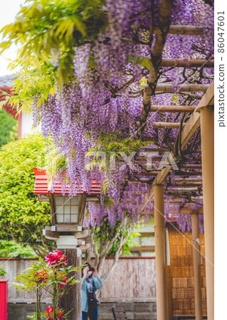 Wisteria flowers and lanterns blooming at the shrine (wisteria shelf) 86047601