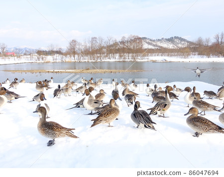 Winter bird migratory bird duck 86047694
