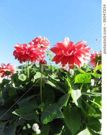 Dahlia flowers blooming in the flowerbed Dahlia flowers blooming in the flowerbed 86047854