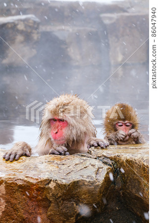 Jigokudani Yaen-Koen Monkey (Snow Monkey) Jigokudani Yaen-Koen Monkey (Snow Monkey) 86047940