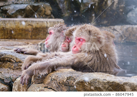 Jigokudani Yaen-Koen Monkey (Snow Monkey) 86047945