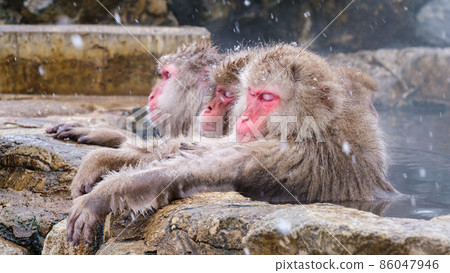 Jigokudani Yaen-Koen Monkey (雪猴) 86047946