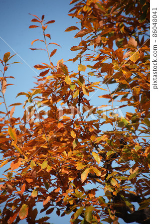 Autumn leaves of Quercus acutissima in the blue sky 86048041