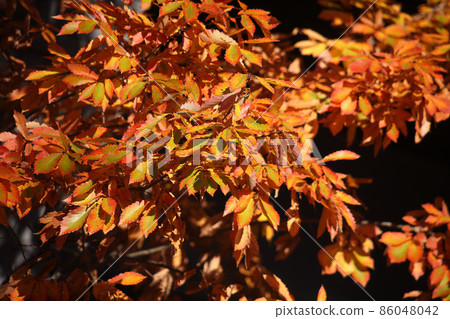 Quercus acutissima 色彩鮮豔的秋葉 Quercus acutissima 色彩鮮豔的秋葉 86048042