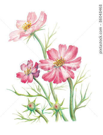Cosmos hand drawn watercolor illustration 86048468