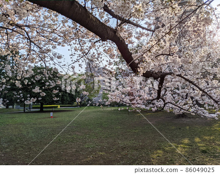 Sakura, Sarue-onshi Park, Tokyo (March 2021) Sakura, Sarue-onshi Park, Tokyo (March 2021) 86049025