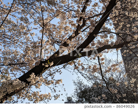 Sakura, Sarue-onshi Park, Tokyo (March 2021) Sakura, Sarue-onshi Park, Tokyo (March 2021) 86049026