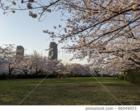 東京 Sarue-onshi 公園櫻花(2021 年 3 月) 東京 Sarue-onshi 公園櫻花(2021 年 3 月) 86049055