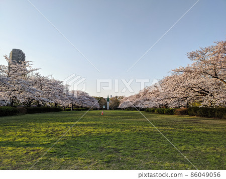 東京 Sarue-onshi 公園櫻花(2021 年 3 月) 東京 Sarue-onshi 公園櫻花(2021 年 3 月) 86049056