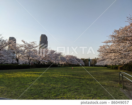 東京 Sarue-onshi 公園櫻花(2021 年 3 月) 東京 Sarue-onshi 公園櫻花(2021 年 3 月) 86049057