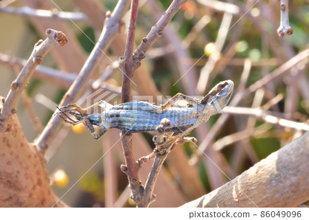 Shrike's Hayanie Shrike's early sacrifice Autumn natural scenery Shrike's habits Sacrificed lizard Shrike's Hayanie Shrike's early sacrifice Autumn natural scenery Shrike's habits Sacrificed lizard 86049096
