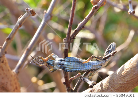 Shrike's Hayanie Shrike's early sacrifice Autumn natural scenery Shrike's habits Sacrificed lizard Shrike's Hayanie Shrike's early sacrifice Autumn natural scenery Shrike's habits Sacrificed lizard 86049101