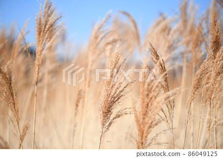 Early spring reeds (Yoshi) Early spring reeds (Yoshi) 86049125