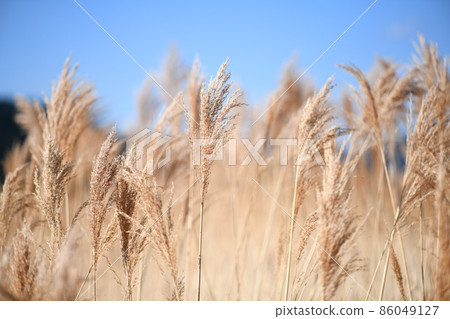 Early spring reeds (Yoshi) Early spring reeds (Yoshi) 86049127