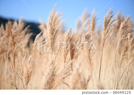 Early spring reeds (Yoshi) 86049129