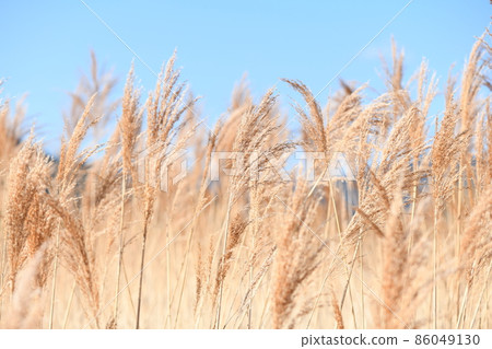 Early spring reeds (Yoshi) 86049130