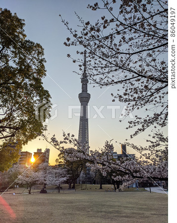 Sumida Park Sakura Early Morning (March 2021) Sumida Park Sakura Early Morning (March 2021) 86049197