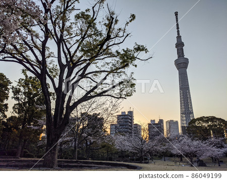Sumida Park Sakura Early Morning (March 2021) Sumida Park Sakura Early Morning (March 2021) 86049199