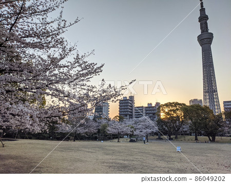 墨田公園櫻花清晨（2021年3月） 86049202