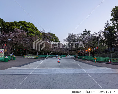 東京上野恩施公園櫻花(2021年4月) 東京上野恩施公園櫻花(2021年4月) 86049417
