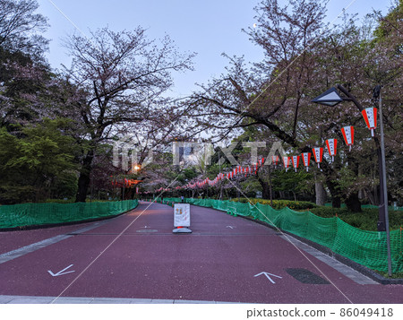 東京上野恩施公園櫻花（2021年4月） 86049418