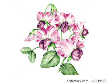 Watercolor illustration of Sayaendo flower 86049513