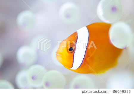 Clownfish, bleached sea anemone. 3 Clownfish, bleached sea anemone. 3 86049835