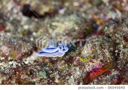 Nudibranch, Okinawa, Onna Village, Manza 86049840