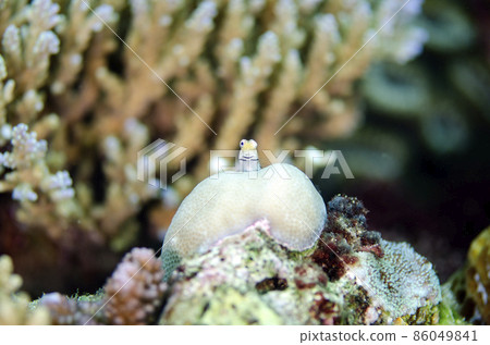 石垣花郎可愛的前臉。1 86049841