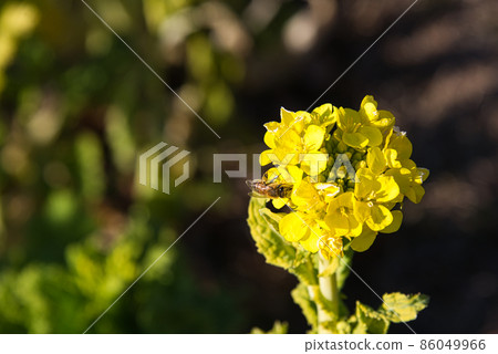 Close-up of rape blossoms that bloom beautifully in early spring 86049966