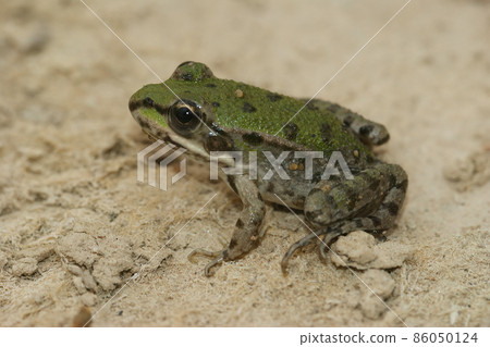Closeup on a small mediterranean European pool frog, Pelophylax lessonae form Southern France 86050124